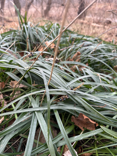 Liriope Variegado