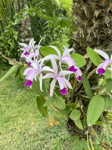 Cattleya Intermedia