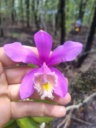 Cattleya Harrisoniana