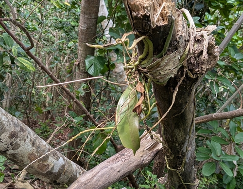 Phalaenopsis Equestris