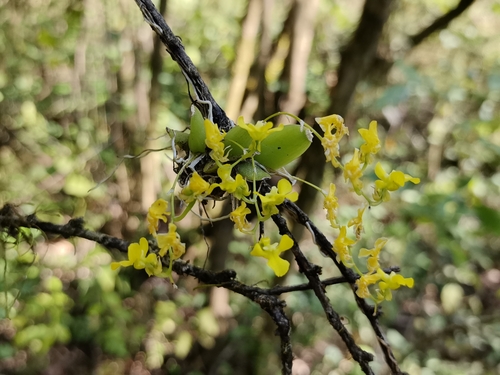 Oncidium Flexuosum (Chuva de Ouro Silvestre)