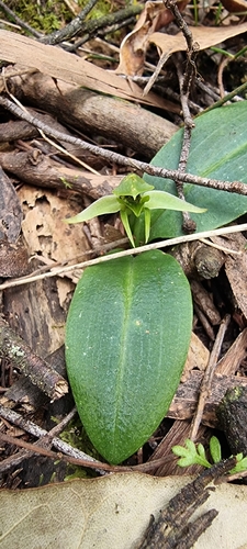 Oncidium Flexuosum (Chuva de Ouro Silvestre)