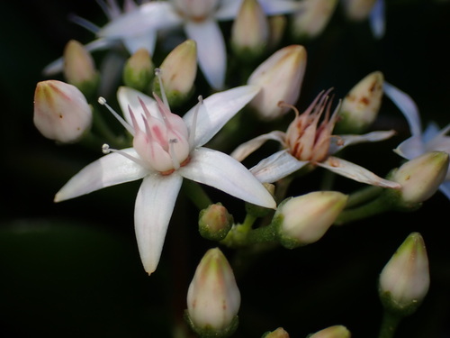 Planta Jade (Crassula Ovata)