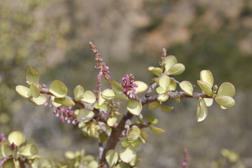 Arbusto de Elefante (Portulacaria)