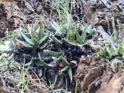 Gasteria Carinata
