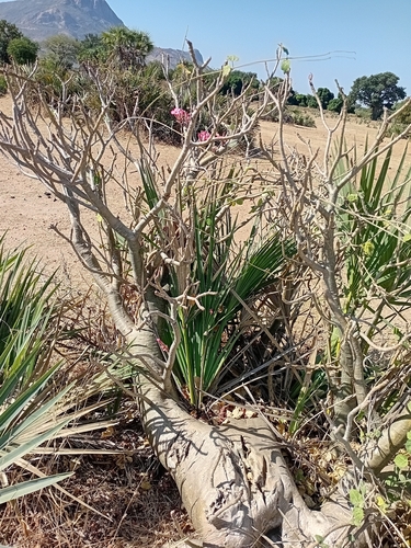 Rosa do Deserto (Adenium)
