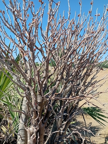 Rosa do Deserto (Adenium)