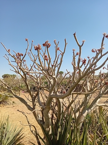 Rosa do Deserto (Adenium)