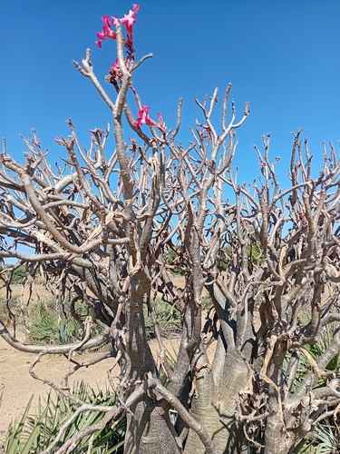 Rosa do Deserto (Adenium)